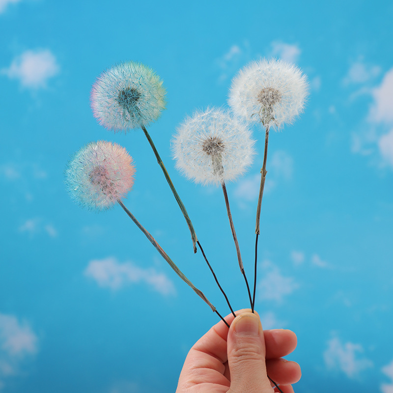 Preserved Dandelion DIY Epoxy  - Crafting Resin 评论和价格